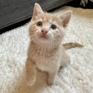 Daisy / Female