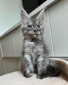 Toby / Male