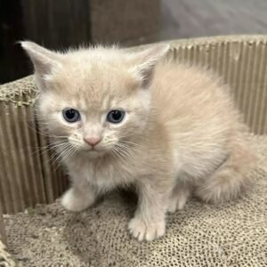 Charlie / Male
