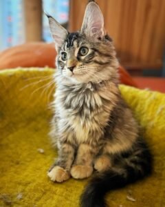 Pixie / Female