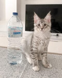 Milo / Male