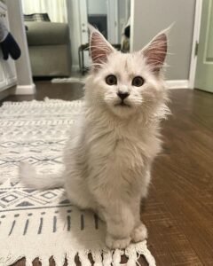 Luna / Female